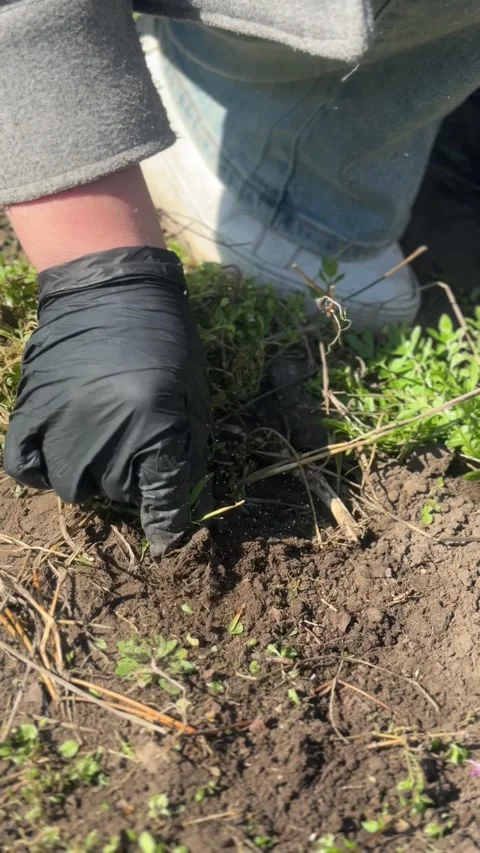 Gardener using pruning shears to cut dry old plants Stock Footage 332847443