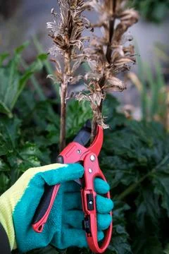 Gardener using pruning shears to cut dry plant stems in a garden, showing s.. Stock Photos