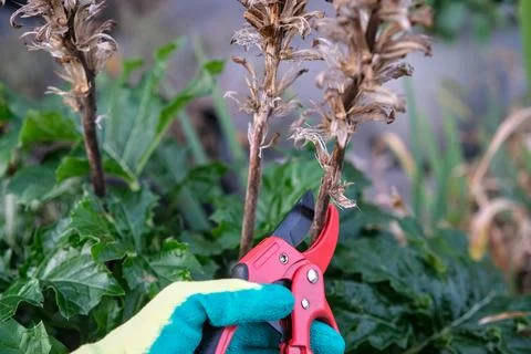 Gardener using pruning shears to cut dry plant stems in a garden, showing s.. Stock Photos