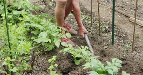 A gardener using spade for digging the earth and banking or earthing the potato Stock Footage 155152849