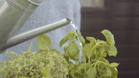 Gardener Using Watering Can On Herbs Video stock 149447105