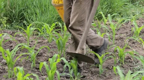 Gardener walking among rows of corn sown in the garden 5c Stock Footage 59757000