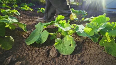 The gardener walks through the vegetable marrow plantation. Organic products. Stock-Footage 135870393