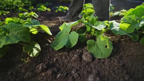 The gardener walks through the vegetable marrow plantation. Organic products. Stock-Footage 135870414