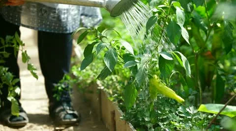 Gardener watering chilly pepper in vegetable garden Stock Footage