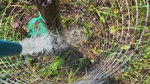 Gardener watering young tree inside metal mesh protection Vidéo 315358396