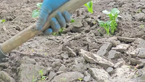 Gardener weeding dry soil and pulling weeds around young potato plants Stock Footage 336138507