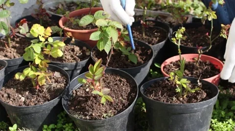 Gardener weeding the ground 스톡 동영상 46890332