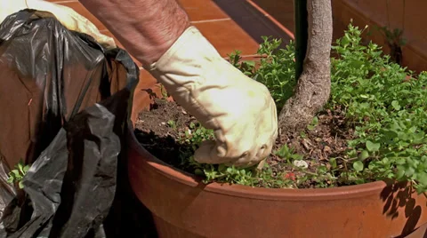 Gardener weeding,   jm0336 動画素材 37046399