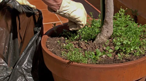 Gardener weeding,  jm0337 動画素材 37047957