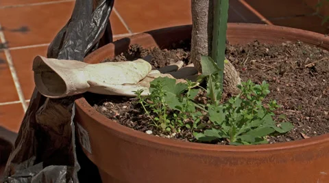 Gardener weeding,     jm0338 Vídeos de archivo 37049911