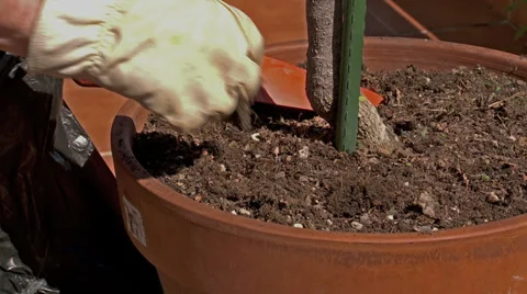 Gardener weeding,     jm0339 Video stock 37056340