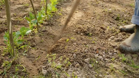 Gardener weeding a vegetable gartden plot with a hoe Stock Footage 88782137