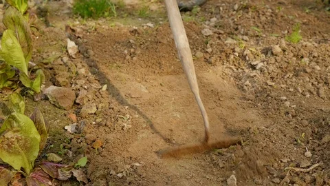 Gardener weeding a vegetable gartden plot with a hoe Stock Footage 88782139