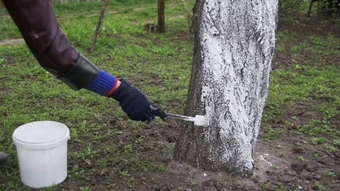 Gardener Whitewash Tree Trunk with Chalk in Garden, Tree Care in Spring. Slow Stock Footage