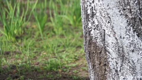 Gardener Whitewash Tree Trunk with Chalk in Garden, Tree Care in Spring. Slow Stock Footage