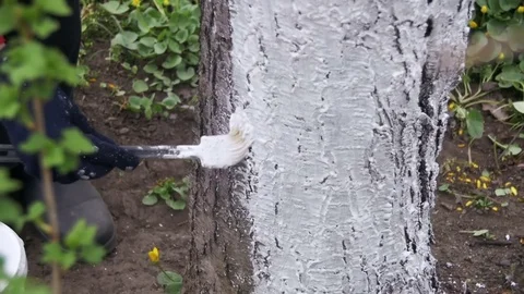 Gardener Whitewash Tree Trunk with Chalk in Garden, Tree Care in Spring. Slow Stock Footage