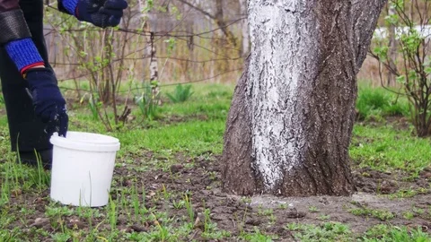 Gardener Whitewash Tree Trunk with Chalk in Garden, Tree Care in Spring Stock Footage