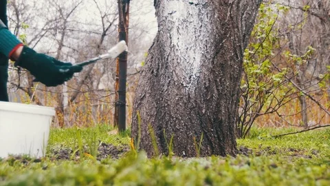 Gardener Whitewash Tree Trunk with Chalk in Garden, Tree Care in Spring Stock Footage 74394351