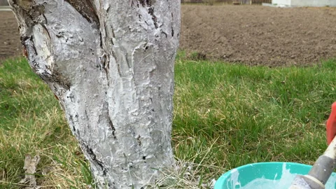 Gardener whitewash tree trunk with lime (material) in garden. Video stock 89925387
