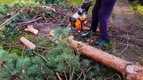 A gardener in work clothes saws a tree with a chainsaw. autumn in the garden. Stock Photos