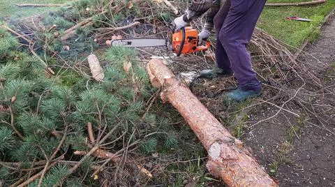 A gardener in work clothes saws a tree with a chainsaw. autumn in the garden. Stock Photos