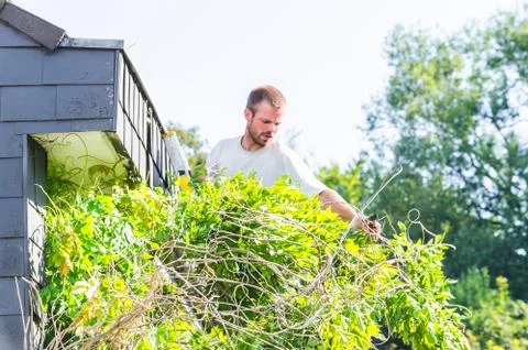 Gardener at work Stock Photos