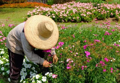 Gardener at work Stock Photos