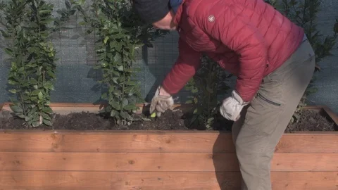 Gardener at work pruning hedge Video stock 122709554