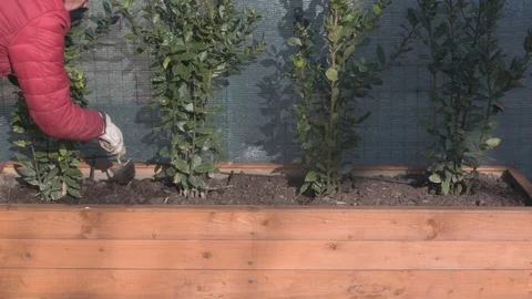 Gardener at work pruning hedge Video stock 122713460