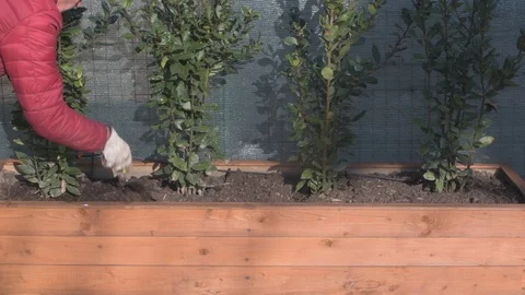 Gardener at work pruning hedge Video stock 122715976