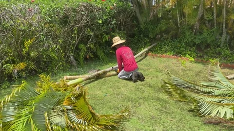 Gardener Worker Cuts Palm Tree Stem Trunk with Cordless Saw In Backyard Of House Stock Footage 240571648