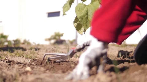 Gardener working land soil with rake slow motion Stock Footage 85489759