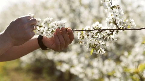 Gardener Working In The Orchard. Close-up. Video stock 100295270