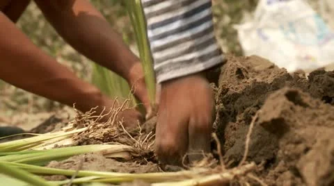 Gardener Working With Plants Stock Footage 10900832