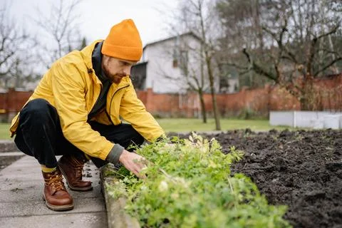 Gardener working in vegetable patch during cloudy day in residential area, Stock Photos