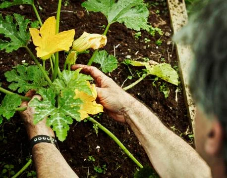 A gardener working in a vegetable plot bending to pick courgettes Stock Photos