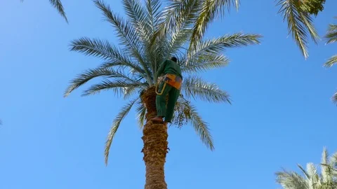 Gardener works with date palm Stock Footage