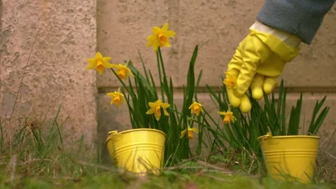 Gardener with Yellow daffodil flowers in Spring Stock Footage 337408802