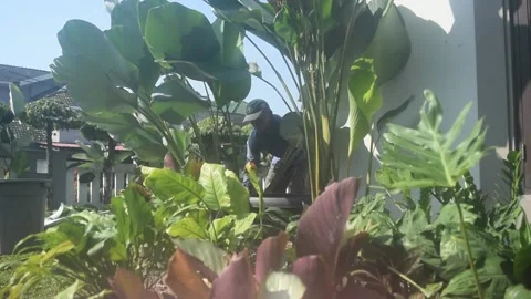 Gardener01 Stock Footage 237315616