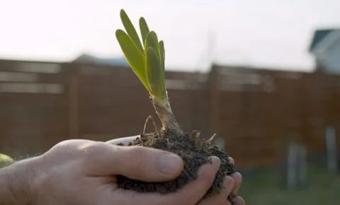 Gardeners hand holding seedling Stock Photos