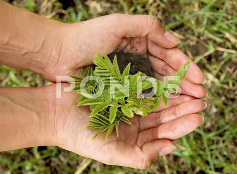 Gardener's hand Stock Photos