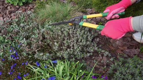 Gardener's hands in pink gloves pruning lavender with shears in spring Stock Footage 333583306