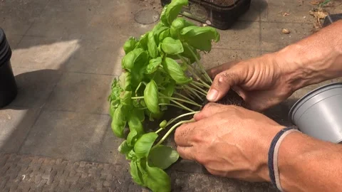 Gardeners hands pull a fresh basil plant from its pot, gently dividing the .. Stock Footage 341755391