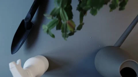 A gardener's hands puts a ceramic pot with a houseplant on a table Stock Footage 134397097