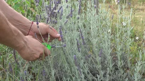 Gardener's hands wield pruning shears, cutting fresh lavender flowers from .. Stock Footage 340198614