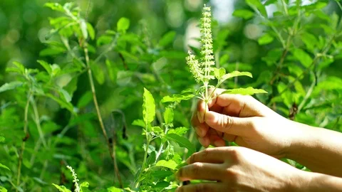 Gardeners Keep the leaves of the Holy Basil or Sacred Basil in the garden. Stock Footage 96991858