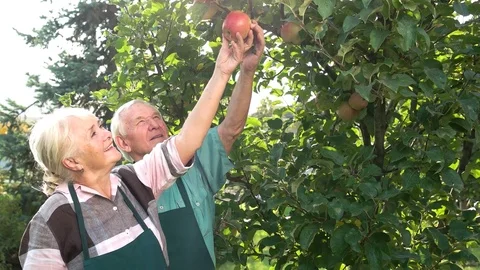Gardeners near apple tree smiling. Stock Footage