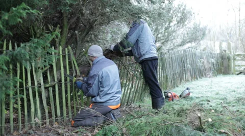 Gardeners pruning tree 库存影片 34241162