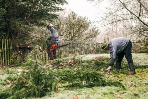 Gardeners pruning tree Stock Photos